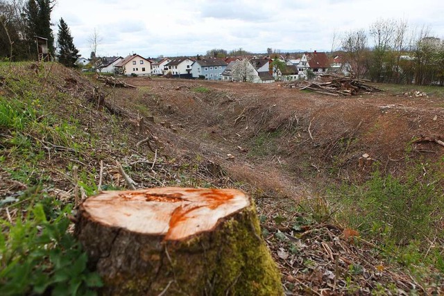 Auf dem rund einen Hektar groen Geln... Rodung geahndet wird, ist in Prfung.  | Foto: Bastian Bernhardt