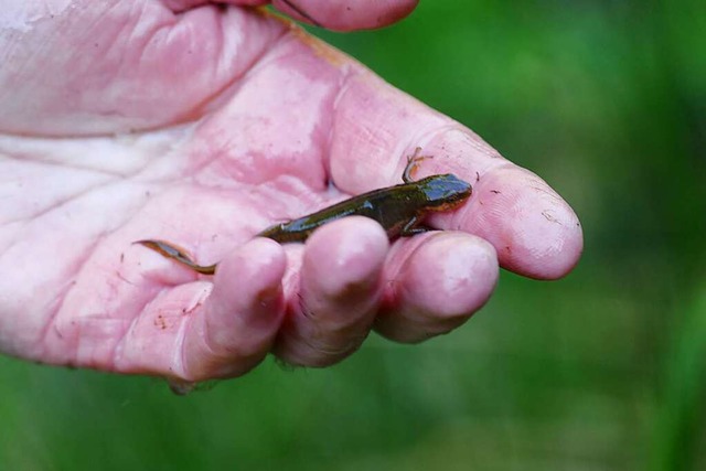 Fundstck im neuen Biotop: In mehreren...aben sich bereits Molche angesiedelt.   | Foto: Sylvia Sredniawa