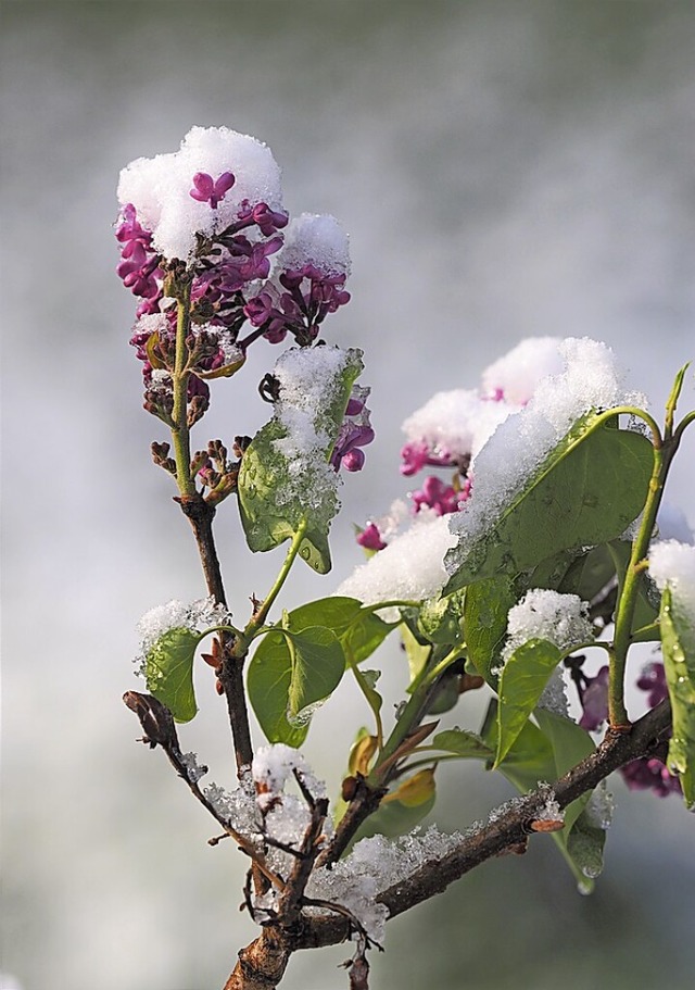Frost wird es an den Eisheiligen in diesem Jahr wohl nicht geben.  | Foto: Susanne Gilg