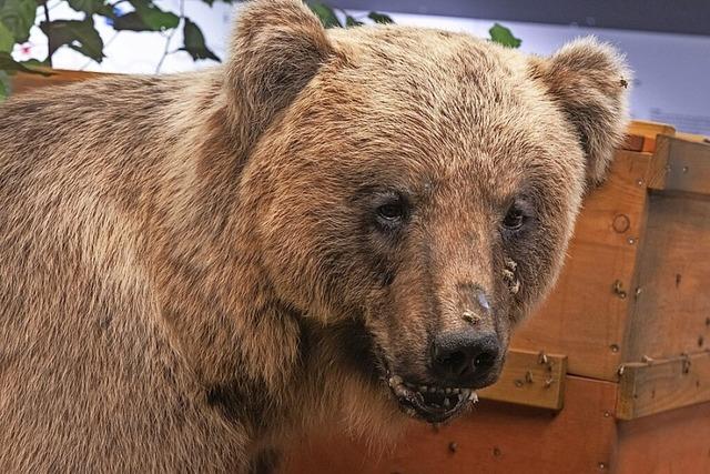 Landrat will Tötung des Bären prüfen