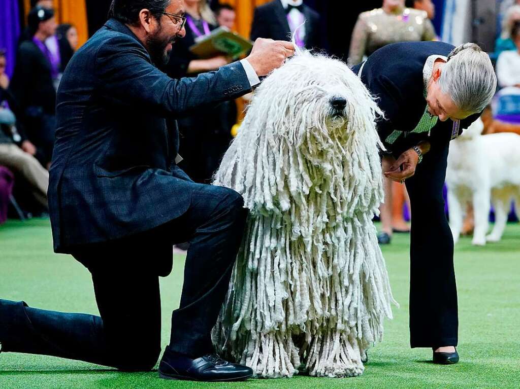 Ein Komondor wird von Juroren der Hundeschau „Westminster Kennel Club Dog Show“ begutachtet.