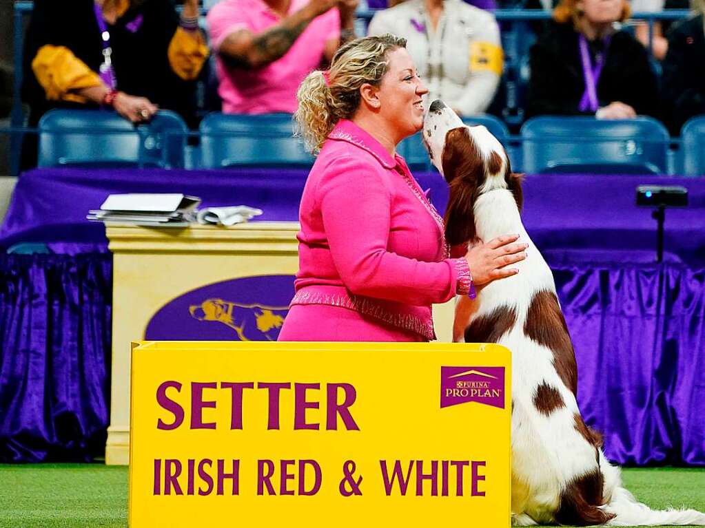 Eine Hundefhrerin wird von einem „Irish Red and White Setter“ geksst.