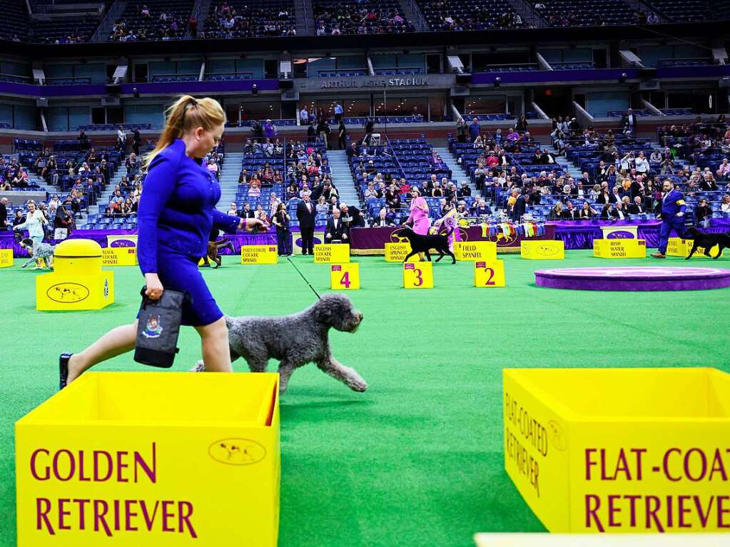 Juroren begutachten hunderte Hunde whrend der zweitgigen Schau.