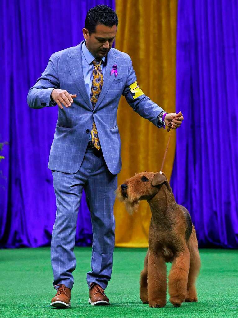 Ein Airedale Terrier mit Hundefhrer