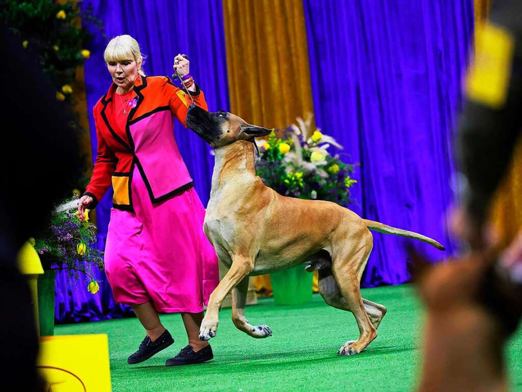 Eine Deutsche Dogge wird vorgefhrt.