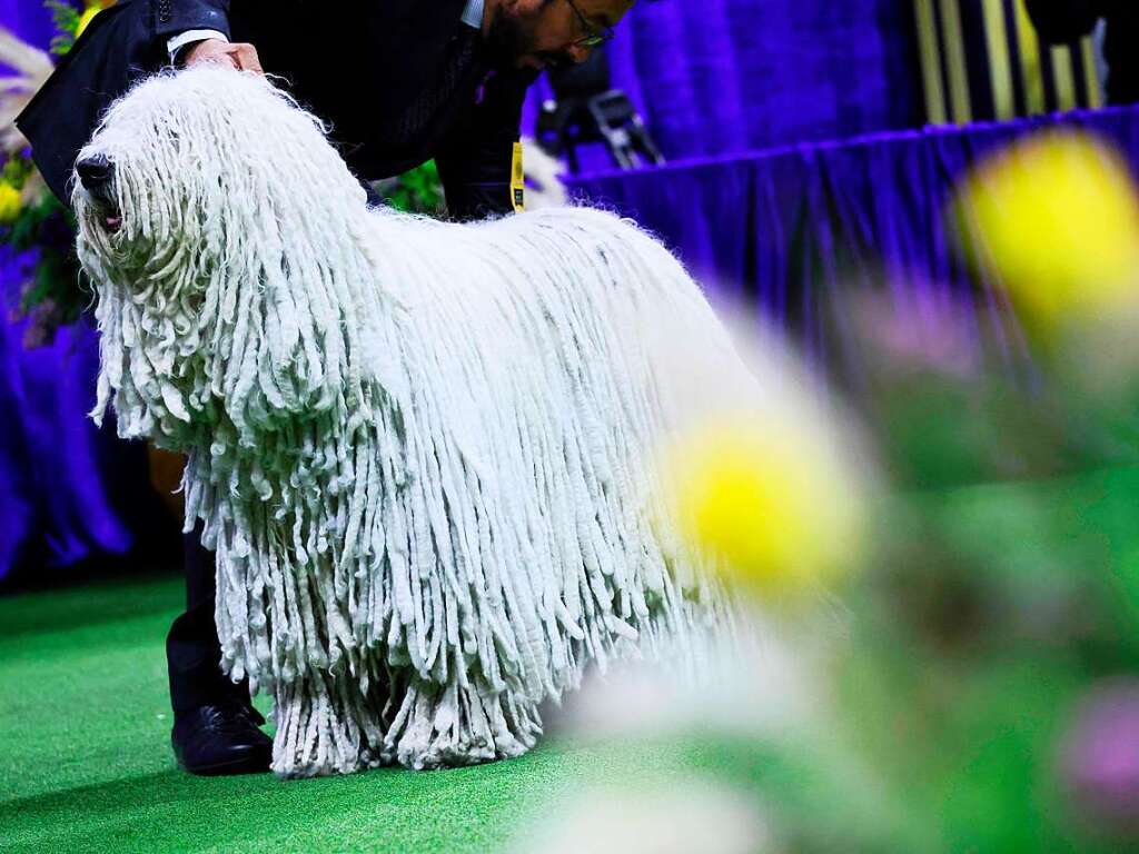 Ein Komondor