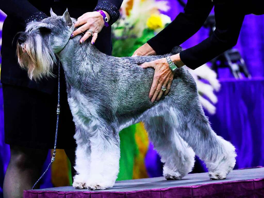 Ein Schnauzer wird von Juroren begutachtet.