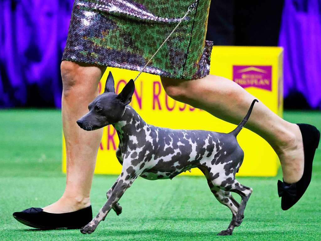 Ein American Hairless Terrier auf dem Laufsteg