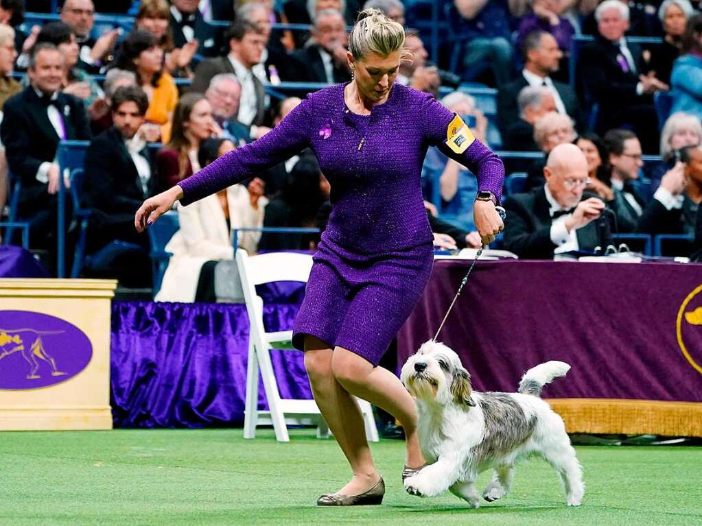 Glcklicher Gesamtgewinner: Buddy Holly, der Petit Basset Griffon Vendeen