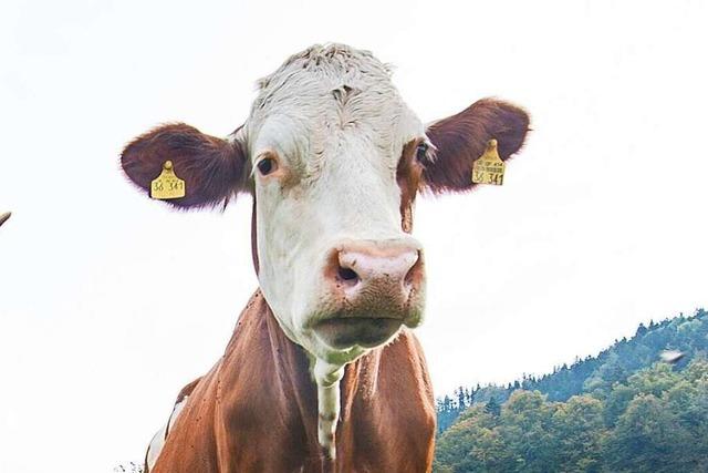 Nach dem Unfall einer Kuh in Sölden prüft Polizei mögliche Tierschutzverstöße