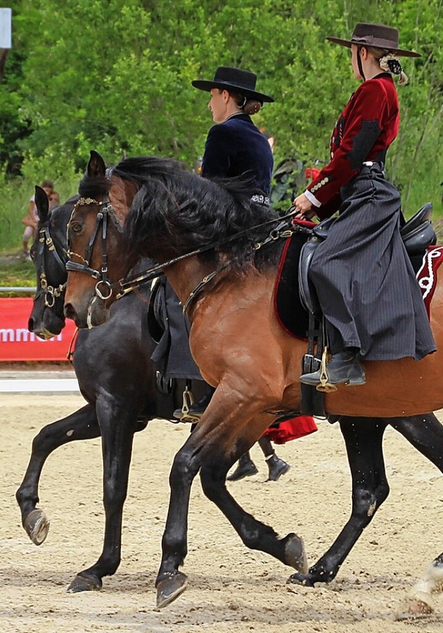 Beim Tag des Pferdes gibt es vieles zu bestaunen.  | Foto: Reiterverein Lrrach