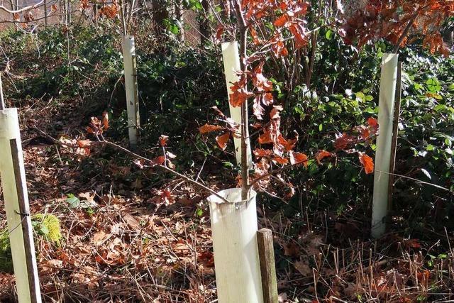 Ein Todtnauer will plastikfreie Wuchshüllen für Bäume entwickeln