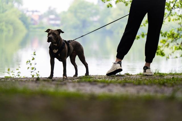 Wildernde Hunde reißen Rehe in Grenzach-Wyhlen