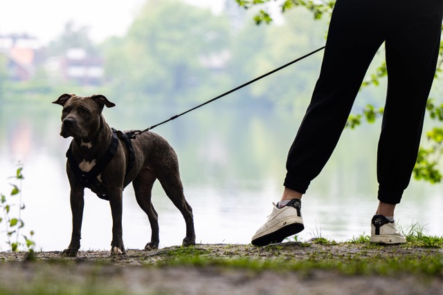 Im Wald gehren Hunde an die Leine.  | Foto: Mohssen Assanimoghaddam (dpa)