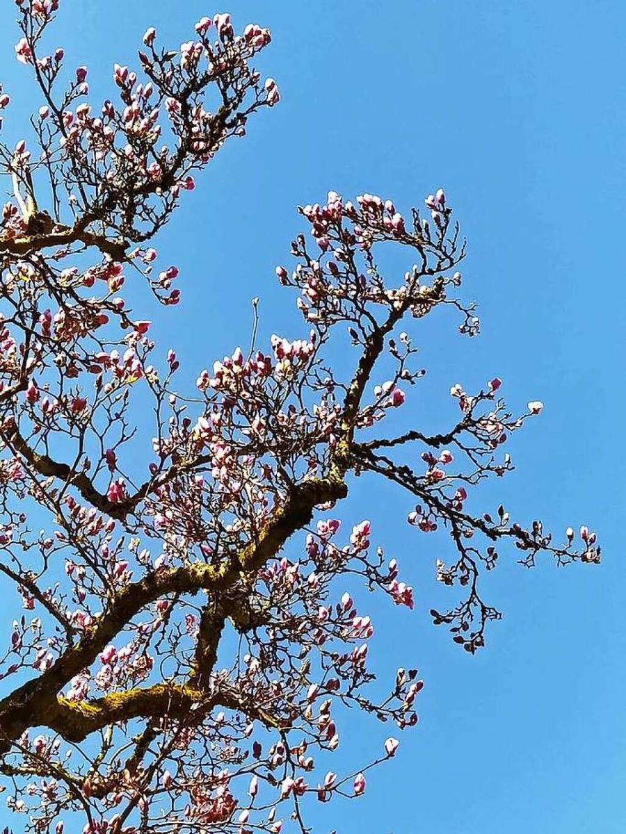 Die ersten Magnolienblten in Elzach