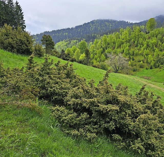 Diese Wacholderflche im Hintergrundba...ahrhundertelange Beweidung entstanden.  | Foto: Gerald Nill