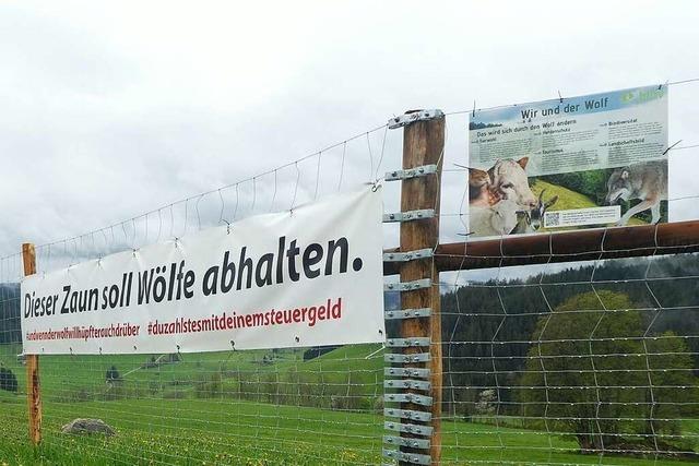 Landwirt protestiert in Titisee-Neustadt mit einem Schutzzaun gegen die Wolfspolitik