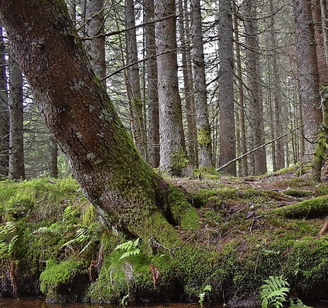 Der Wald in Bernau: Kommt die Gemeinde...ttel, die mit Auflagen verbunden sind.  | Foto: Laetitia Brckholdt