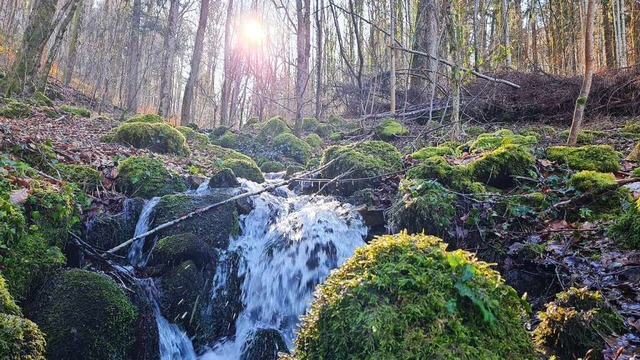 Die Gemeinde Kleines Wiesental will einen klimaangepassten Wald.  | Foto: Gerald Nill