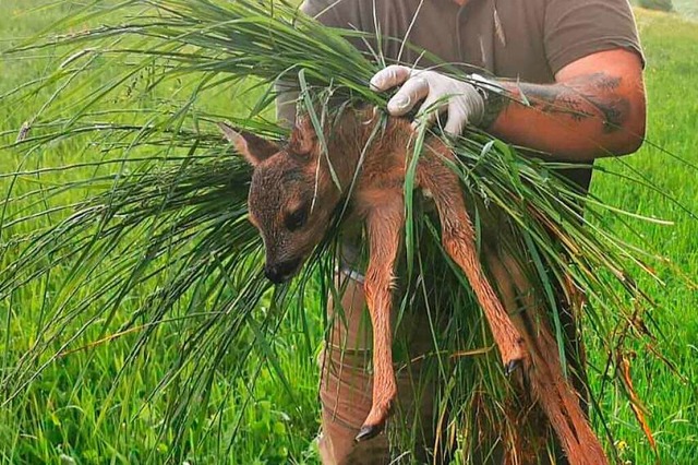 Die Tierretter tragen Handschuhe und v...es nicht den Menschengeruch annimmt.    | Foto: Verein Rehkitzrettung Dreisamtal