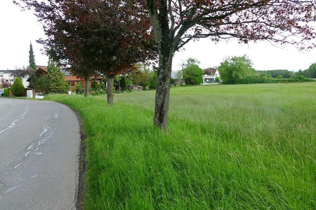 Auf dieser Wiese an der Grnstrae vor...terkunft fr 60 Geflchtete entstehen.  | Foto: Manfred Frietsch