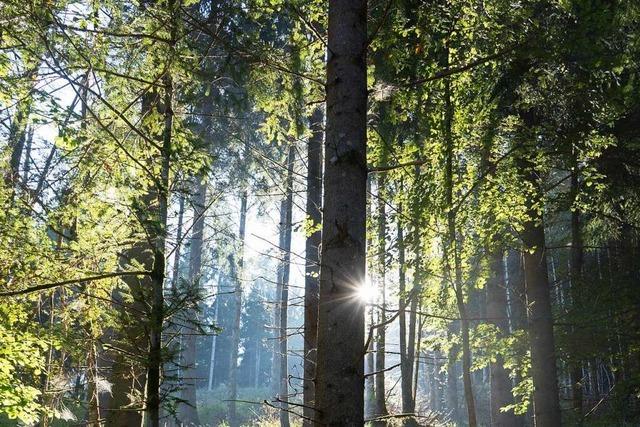 Todtmoos legt fürs Klima 7,4 Hektar Wald still