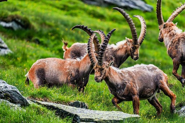 Prsentiert sich dem Naturliebhaber selten so nah: der Steinbock in Gesellschaft  | Foto: --- (dpa)