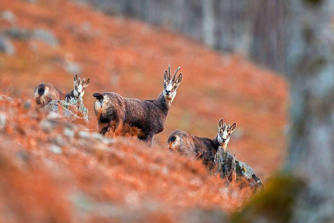 Gmsen auf  der Sdseite des Feldbergs...uge zu erkennen ist,  mit zwei Kitzen.  | Foto: Marco  Schtte