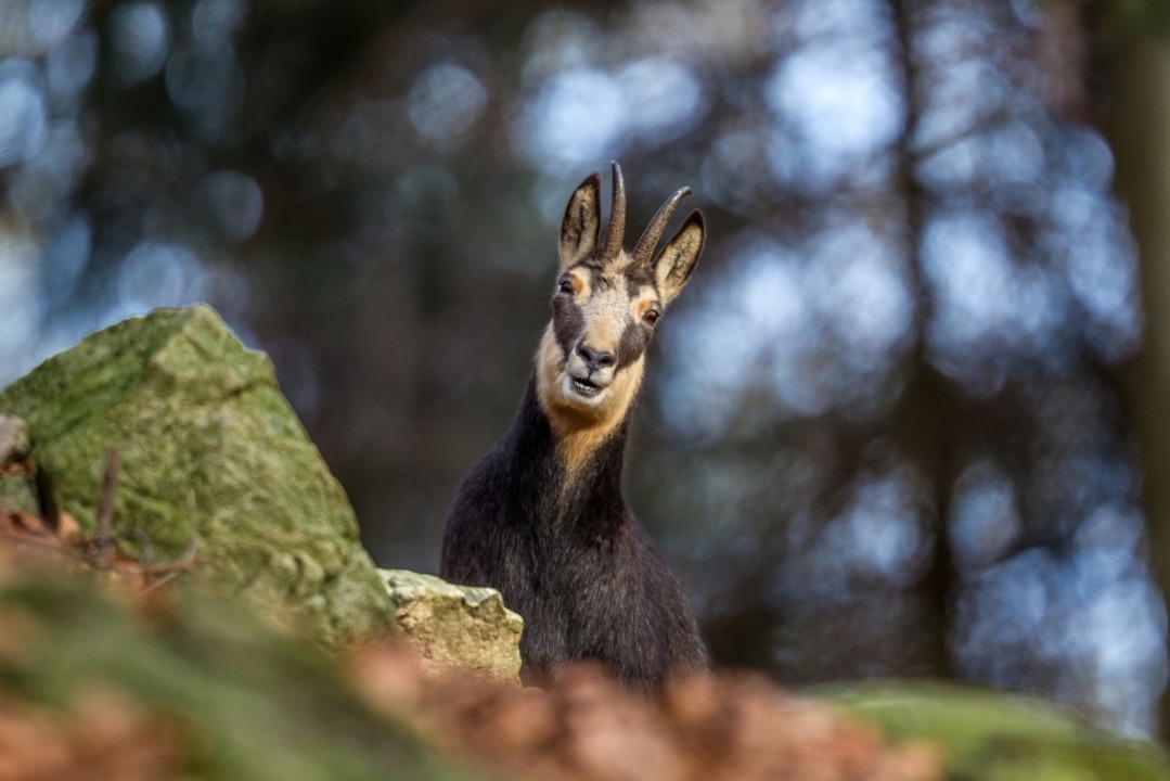 Gmsen sind eine Besonderheit im Biosphrengebiet Schwarzwald.  | Foto: Erich Marek