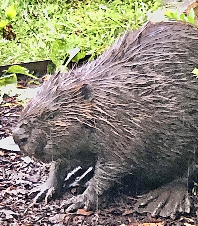 Mit Hilfe einer Expertin kam der Biber wieder zurck in sein Habitat.  | Foto: suedkurier