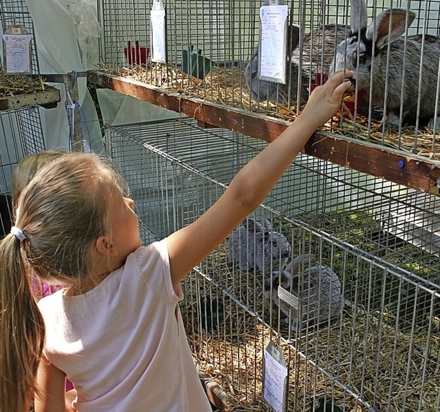 Dieses Jahr planen die flinger zwei Ausstellungen von Kaninchen.  | Foto: Hansjrg Bader