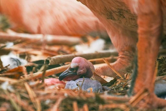 Nachwuchs bei den Rosapelikanen im Zoo Basel  | Foto: Torben Weber (Zoo Basel)