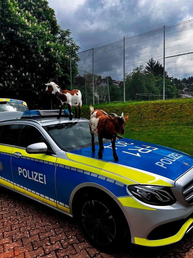 Die beiden Ziegen auf dem Polizeiauto  | Foto: RP Freiburg