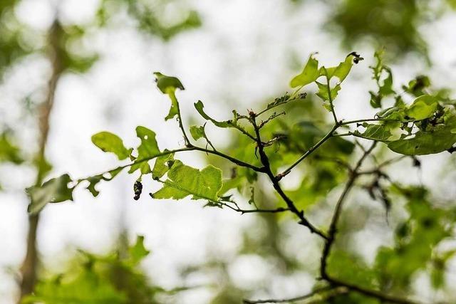 Frostspanner-Raupen fressen im Teninger Auenwald die Bäume kahl
