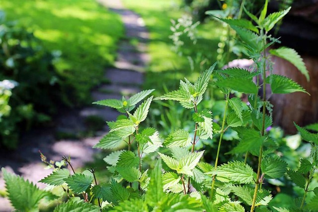 Brennnessel galten lange als unerwnsc...n im Garten bewusst wachsen zu lassen.  | Foto: Mascha Brichta (dpa)