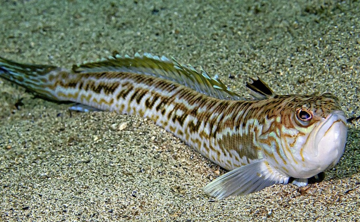 Petermännchen Panorama Badische Zeitung