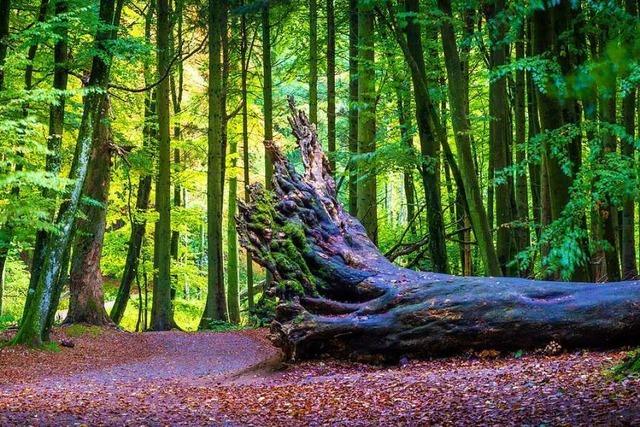 Waldstilllegung wirft für Schopfheim Geld ab