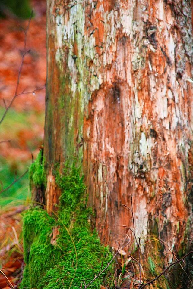 In Schopfheim soll unter anderem der Totholz-Anteil erhht werden.  | Foto: Marlies Jung-Knoblich