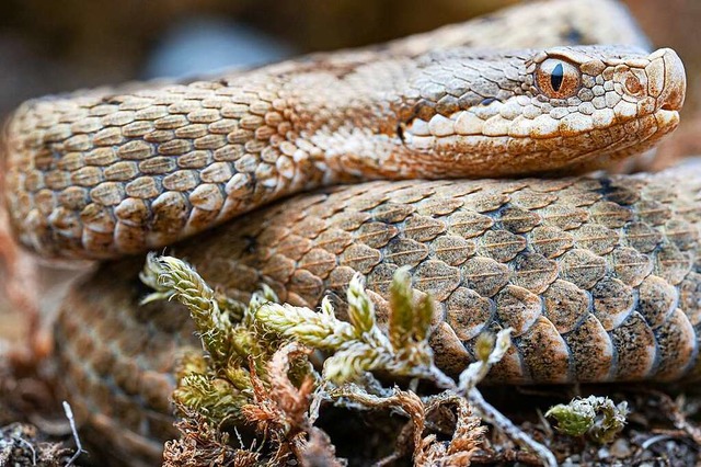 Das Gift der Aspisviper kann im Einzelfall tdlich sein.  | Foto: vincentpremel (stock.adobe.com)