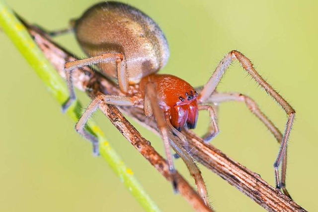 Der Ammen-Dornfinger gilt als die giftigste Spinne in Deutschland.  | Foto: mirkograul (stock.adobe.com)