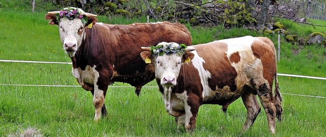 Den Sommer verbringen Nepomuk und Hannibal nun auf einer Weide in Blasiwald.  | Foto: Wolfgang Scheu