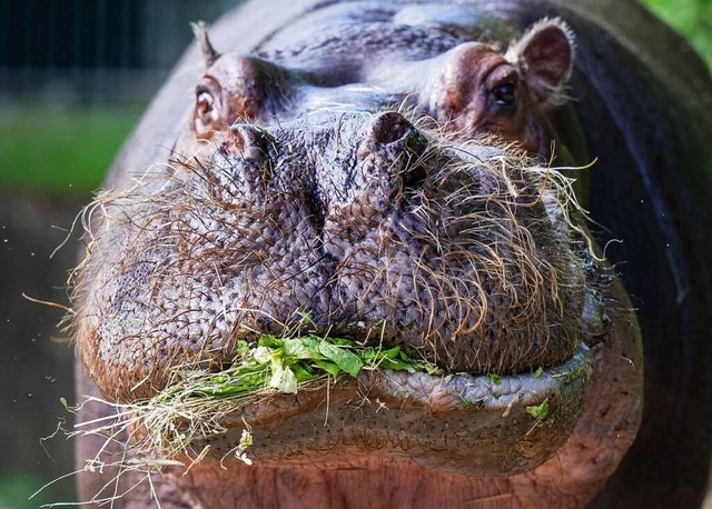 Gesund und, wie es scheint, auch lecke...d im Berliner Zoo frisst Heu und Salat  | Foto: Monika Skolimowska (dpa)