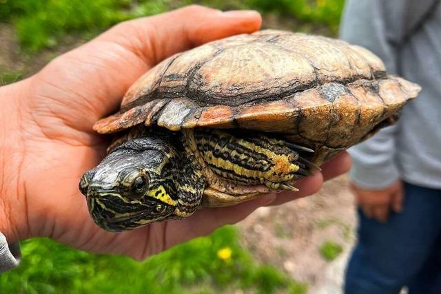 Warum eine Schildkröte von Titisee nach Schleswig-Holstein gefahren wurde