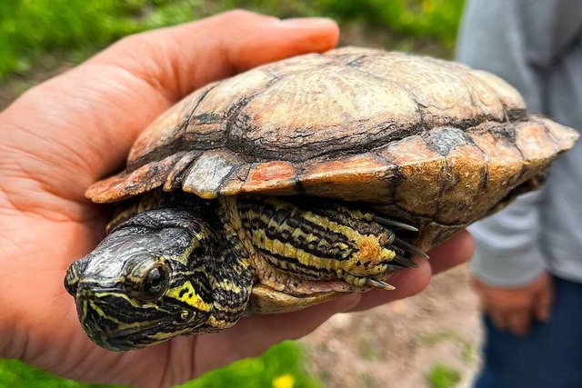 Passt in eine Hand: Die im Titisee gefundene Gelbwangen-Schildkrte  | Foto: Stefan Klippstein