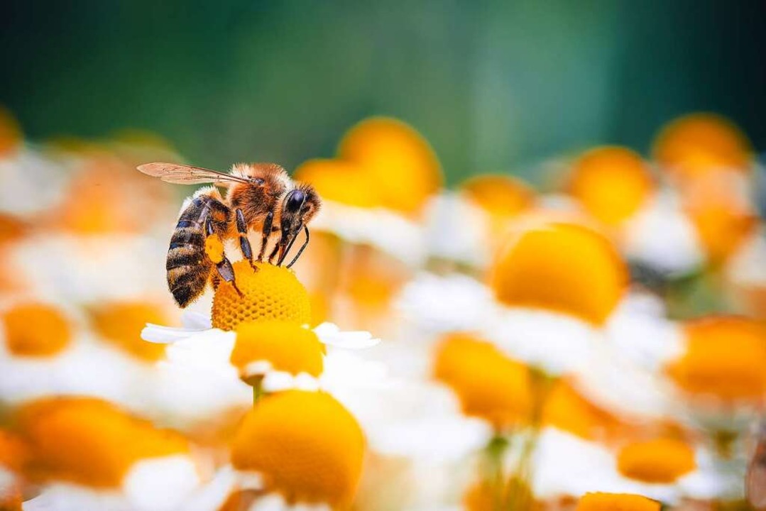Lernfähig: Biene beim Sammeln  | Foto: Jan Rozehnal (stock.adobe.com)