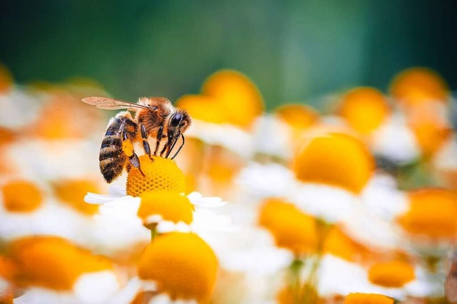 Lernfhig: Biene beim Sammeln  | Foto: Jan Rozehnal (stock.adobe.com)
