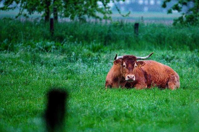 Landschaftserhaltungsverband fhrt bei Exkursion ins Weideland