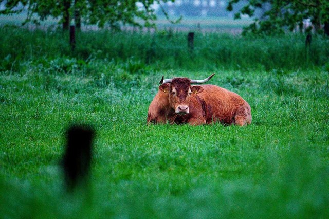 Dieses Symbolbild zeigt eine Kuh auf e...l geht es bei einer Exkursion des LEV.  | Foto: Henning Kaiser (dpa)