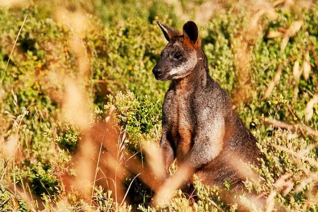 Derzeit gibt es zu viele Kngurus in Australien &#8211; das Futter wird knapp.  | Foto: Bernhard Krieger (dpa)