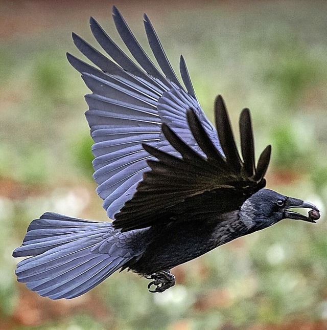 Krhe im Flug  | Foto: Sina Schuldt (dpa)